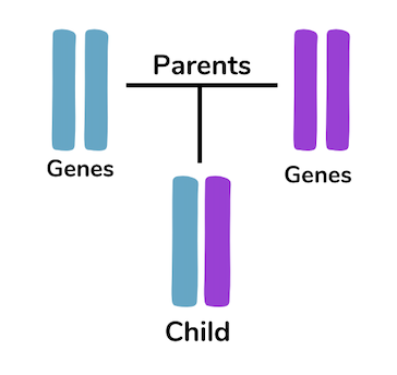 there are the genes of two parents and their child. Parent 1 has two blue genes, Parent 2 has two purple genes. Their child has one blue gene and one purple gene.