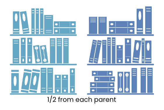 Two book shelves in two different colours. Showing we get half our chromosomes from each parent.