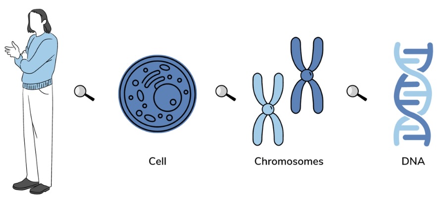 On left hand side is a person, a magnifying glass zooms into show a cell. A magnifying glass zooms in on the cell to show chromosomes. A magnifying glass then zooms in on the chromosomes to show DNA
